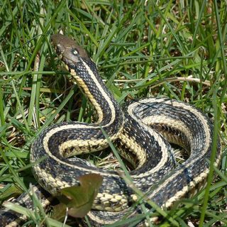 Butler's Garter Snake Facts and Pictures