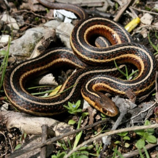 Butler's Garter Snake Facts and Pictures