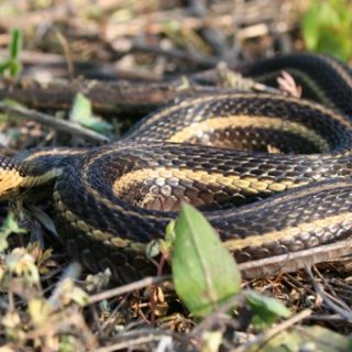 Butler's Garter Snake Facts And Pictures