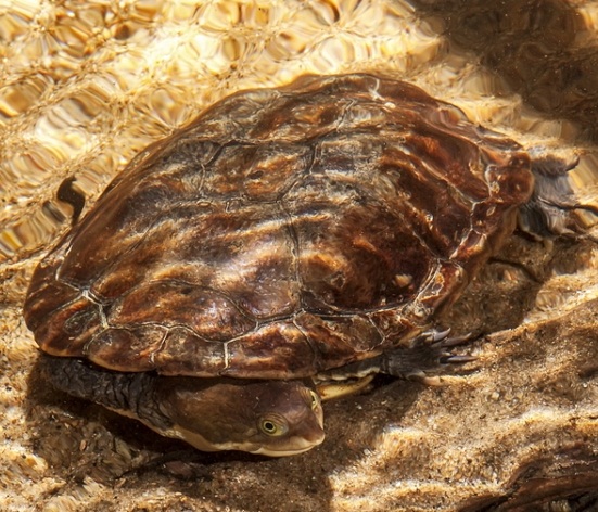 Brazilian Snake Necked Turtle Facts and Pictures