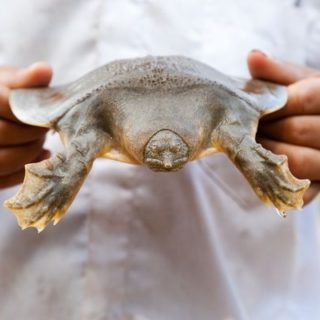 Cantor's Giant Softshell Turtle Facts and Pictures