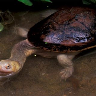 Roti Island Snake-necked Turtle Facts And Pictures