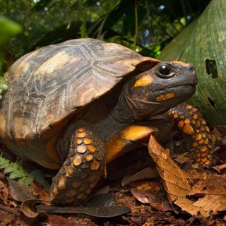 Yellow-Footed Tortoise Facts and Pictures