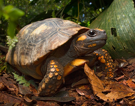 The Yellow-Footed Tortoise (Chelonoidis denticulatus) Care and Information  – Crazy Plants Crazy Critters
