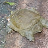 Chinese Softshell Turtle Facts and Pictures