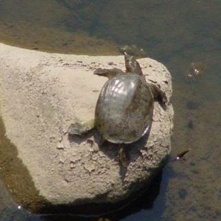 Chinese Softshell Turtle Facts and Pictures