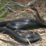 Coluber Constrictor Facts and Pictures