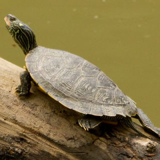 Northern Map Turtle Facts and Pictures