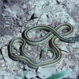 Eastern Ribbon Snake Facts and Pictures