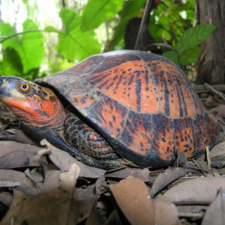 Golden Thread Turtle Facts and Pictures