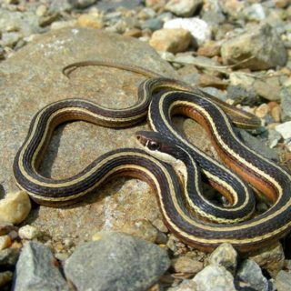 Eastern Ribbon Snake Facts and Pictures