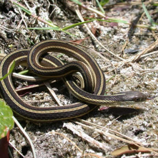 Eastern Ribbon Snake Facts And Pictures