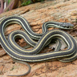 Eastern Ribbon Snake Facts and Pictures