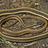 Eastern Ribbon Snake Facts and Pictures