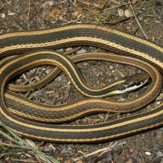 Eastern Ribbon Snake Facts and Pictures