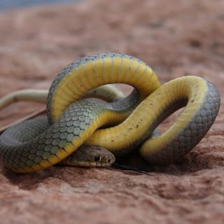 Eastern Yellow Bellied Racer Facts and Pictures