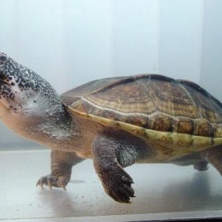 Mexican Musk Turtle Facts and Pictures