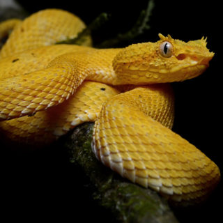 Golden Lancehead Viper Facts and Pictures | Reptile Fact