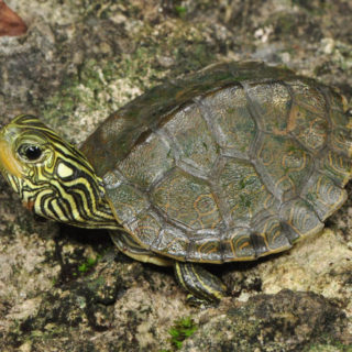 Northern Map Turtle Facts and Pictures