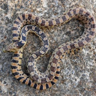 Great Basin Gopher Snake Facts and Pictures