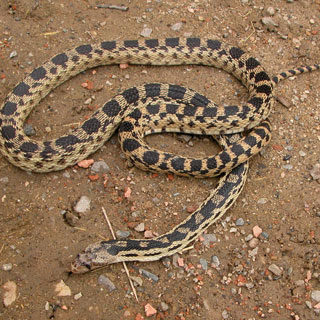 Great Basin Gopher Snake Facts and Pictures