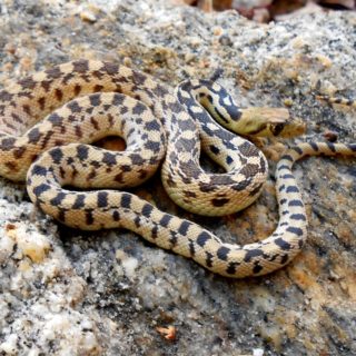 Great Basin Gopher Snake Facts and Pictures