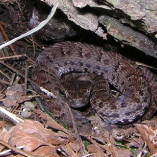 Himalayan Pit Viper Facts and Pictures