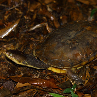 Brazilian Snake Necked Turtle Facts and Pictures