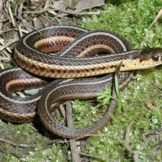 Butler's Garter Snake Facts And Pictures