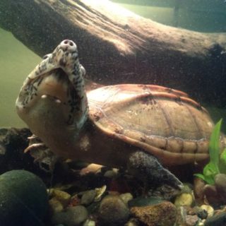 Mexican Musk Turtle Facts and Pictures