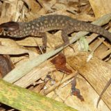 Yellow Spotted Night Lizard Facts and Pictures