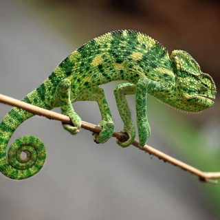 Chameleons: Facts and List of Types With Pictures - Reptile Fact