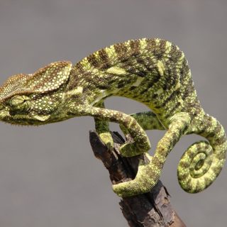 Indian Chameleon Facts and Pictures