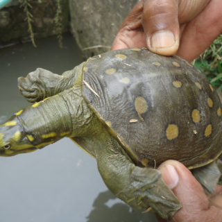 Indian Flapshell Turtle Facts and Pictures | Reptile Fact