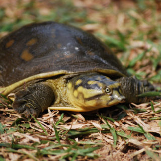 Indian Flapshell Turtle Facts and Pictures