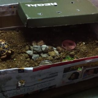 Indian Star Tortoise Facts and Pictures