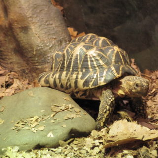 Indian Star Tortoise Facts and Pictures