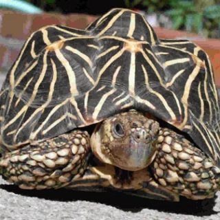 Indian Star Tortoise Facts and Pictures