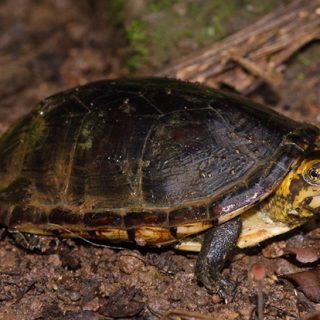 White Lipped Mud Turtle Facts and Pictures