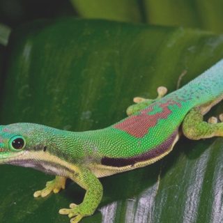 Lined Day Gecko Facts and Pictures