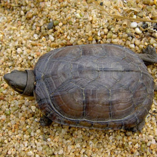 Yellow Pond Turtle Facts and Pictures