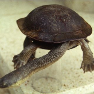 Roti Island Snake-Necked Turtle Facts and Pictures