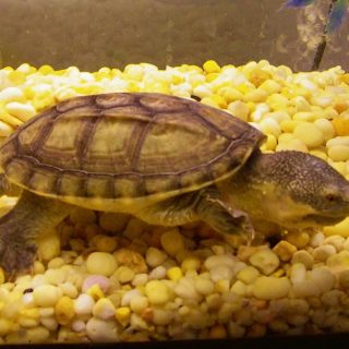 Mexican Musk Turtle Facts and Pictures