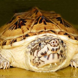 Eastern Box Turtle Facts and Pictures