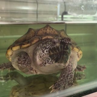 Mexican Musk Turtle Facts and Pictures