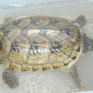 Mexican Musk Turtle Facts and Pictures