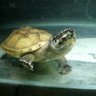 Mexican Musk Turtle Facts and Pictures