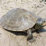 Northern Map Turtle Facts and Pictures