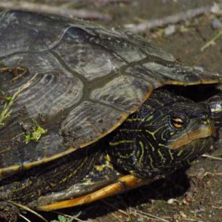 Northern Map Turtle Facts and Pictures