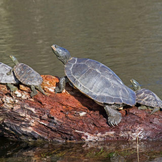 Northern Map Turtle Facts and Pictures